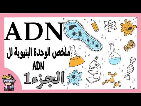 ملخص الوحدة البنيوية للADN 🧪🧫🧬 الجزء1