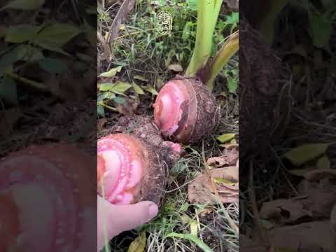 مش ممكن تتخيل النبات ده هيطلّع إيه.. أول مرة أشوف خضار كدة