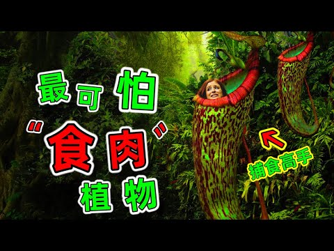 世界最可怕的10種食肉植物：各個都是捕食獵物高手，連靈活的猴子都輕松拿下