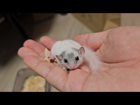 드디어 아기 겨울잠쥐와 가족이 되었습니다..! 어떻게 키워야 할까요?