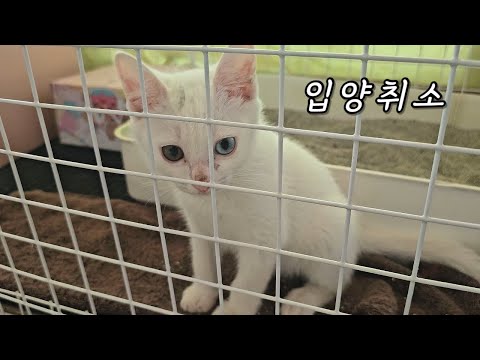 The adoption of this cute and adorable kitten has been cancelled.