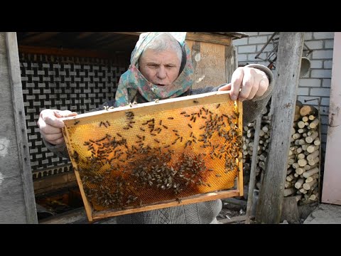 Первая покупка пчел - Подкормка пчел!