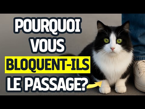 Pourquoi mon chat me bloque-t-il le passage?