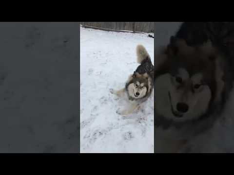Dog Fail Jump Attack