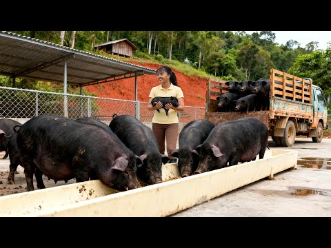 Raising Piglets and Ducklings Daily | Real Life on Phuong’s Farm