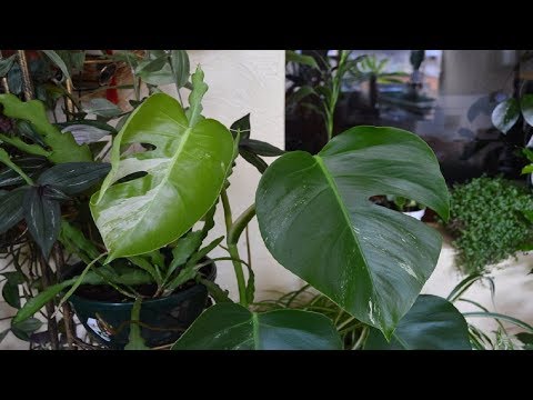 Monstera rooting cuttings. How fast is rooting !?