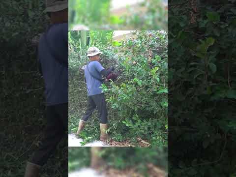 From Overgrown to Orderly: Hedge Trimming Transformation