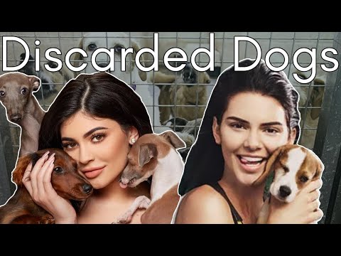 What Happened to Kylie and Kendall Jenner’s Pets? (From Companions to Cast Aside)