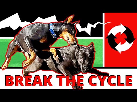 Battle Dogs Require Major Attitude Adjustments Early! Fix your Big, Young Dog Before it’s Too Late!