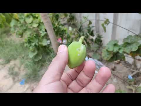 اسباب تساقط ثمار شجر الباباي