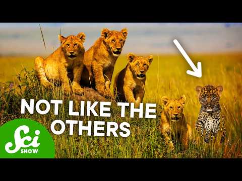 The Weirdest Adoptions in the Animal Kingdom