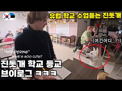 진돗개, 유럽 학교 등교?! 영리한 진돗개의 웃픈 반전ㅠㅠㅋㅋ