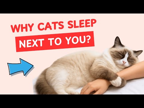 10 Heartwarming Reasons Your Cat Sleeps With You Every Night