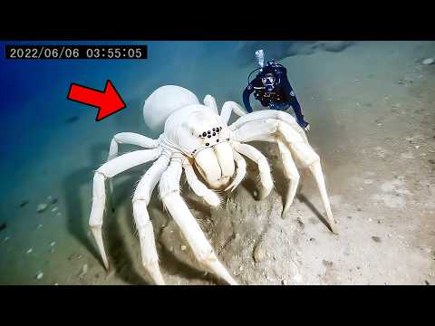 30 LARGEST Sea Animals and Creatures Ever Caught on Camera