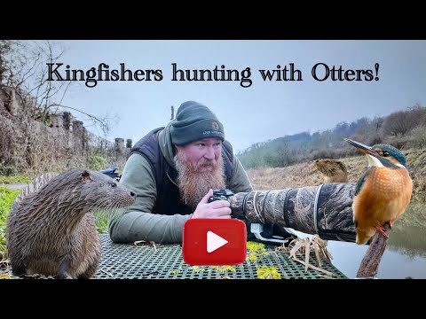 The Kingfisher and the Otter