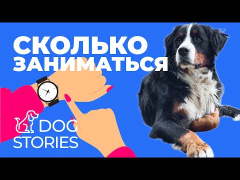 Сколько и как заниматься с собакой? 🐕 Вот как надо