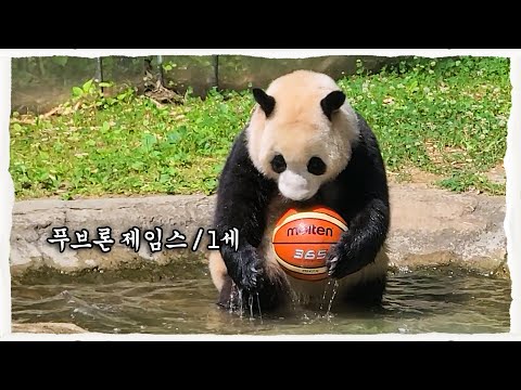 (SUB) A Baby Panda is Playing Basketball 🐼│Panda Family