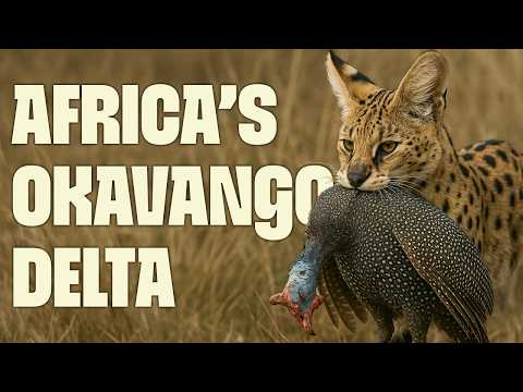 Okavango: Delta That Defies the Desert | FULL DOCUMENTARY | Wildest Africa | @UltimateNatureDocs