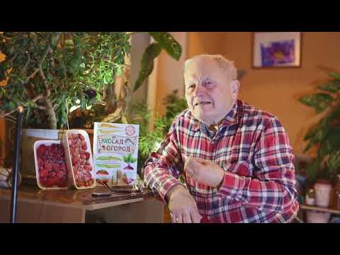 Что делать? Чем лечить землянику на грядках? Добрый Айболит поможет.