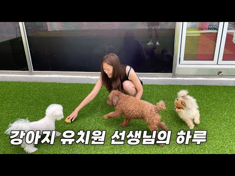 10년간 다니던 회사 관두고 강아지 유치원 선생님으로의 삶을 선택한 그녀의 24시간