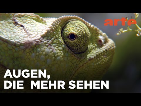 Alles im Blick | Was Tiere fühlen | ARTE Fernweh