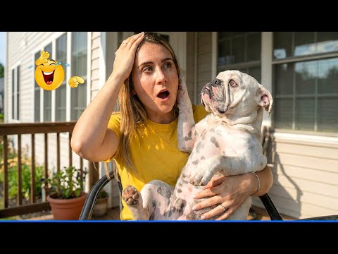 The Funniest Dog Moments Compilation 🐶 Best Of The Funny Animal Videos  🐾