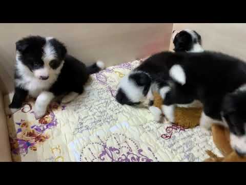 Бордер колли чудесные месячные малыши