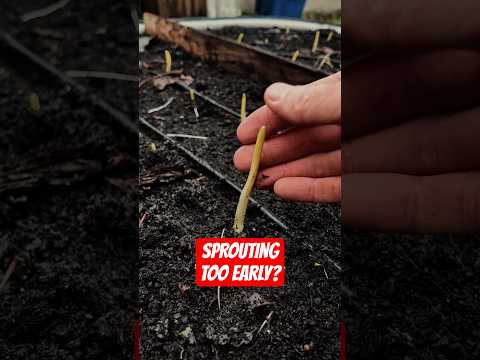 Is it bad if your Garlic sprouts too early?!