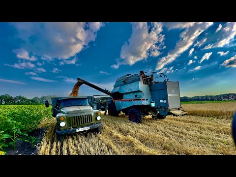 Розпочали ЖНИВА 2024❗️Комбайн Вектор🇺🇦Пшениця DSV artist👍