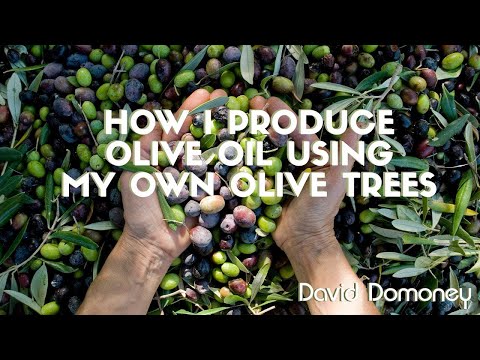 Harvesting and Pressing My Own Olive Oil