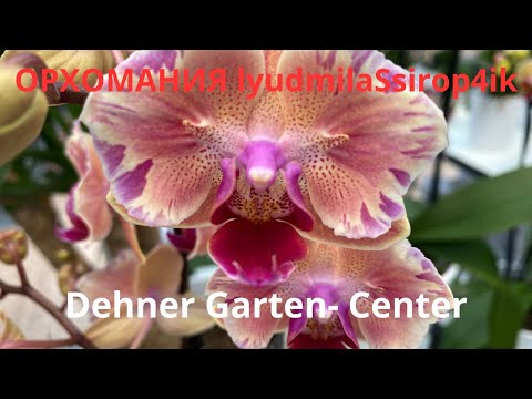 DEHNER GARTEN -- CENTER KARLSRUHE ORCHID REVIEW