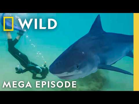 When Sharks Attack: Bloody Waters & Deadly Coasts | MEGA EPISODE | Nat Geo Animals