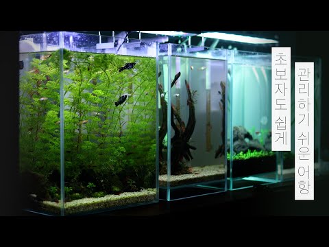 초보자도 쉽게! 수초와 열대어 모두 관리가 쉬운 어항 만들기 | 물멍 | MulMung