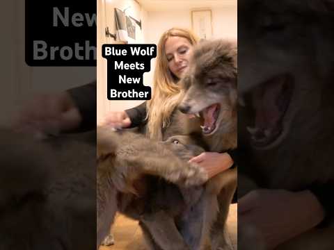 Blue Wolfdog meets her New Wolfdog Puppy brother for the first time 💙 #bluewolfdog #wolfdog #wolf