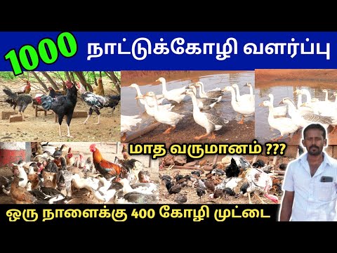 இந்த முறையில் நாட்டுக்கோழி வளர்த்தால் வெற்றி நிச்சயம் | முட்டை விற்பனையில் நிறைவான வருமானம் 