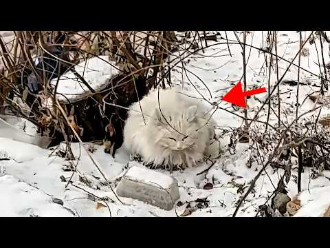 Bullied & Pregnant! Stray Cat was waiting to die in the snow until this happend
