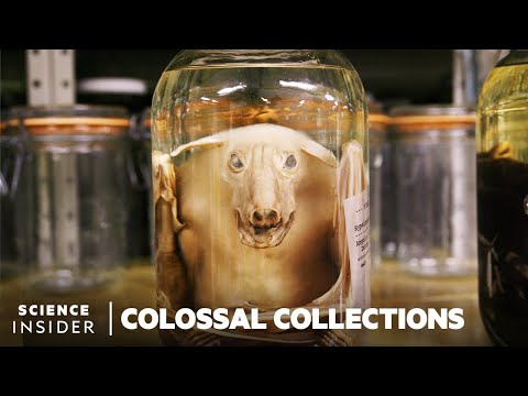 Why 11 Million Embalmed Specimens Are Stored In The Field Museum's Basement | Colossal Collections