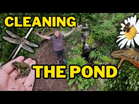 How to deep clean a garden pond! Everything you need to do and know!