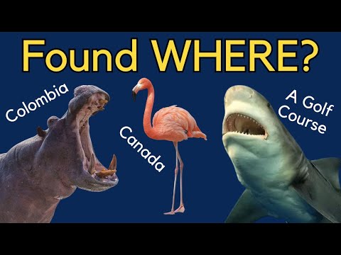 Animals Found in Strange Places