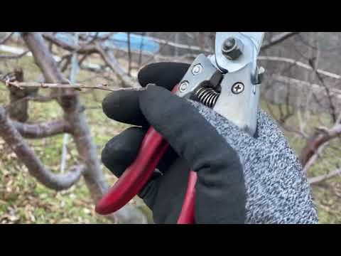 체리재배 결과지 전정