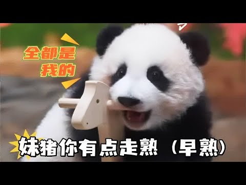 妹猪你好像有点走熟(早熟)! #来这吸熊猫 #大熊猫妹猪 #国宝不愧是国宝
