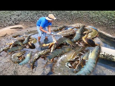 赶海发现极品“虾王群”堆满坑底，阿文堵住出口狂捡一桶，赚翻了
