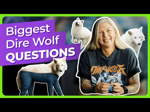We Answer Your Biggest Dire Wolf Questions