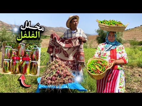 جني الفلفل الحار و تخليله بسهولة و جمع محصول البصل الصيفي من المزرعة