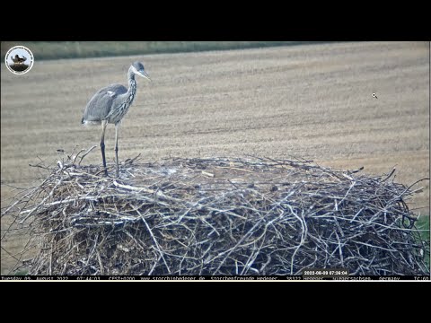Reiher im Nest 2022 08 09