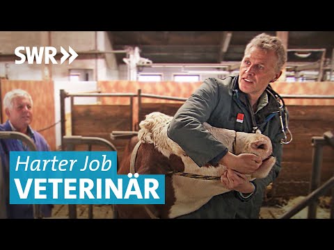 Unterwegs mit dem Großtierarzt bei Alpakas und Kühen