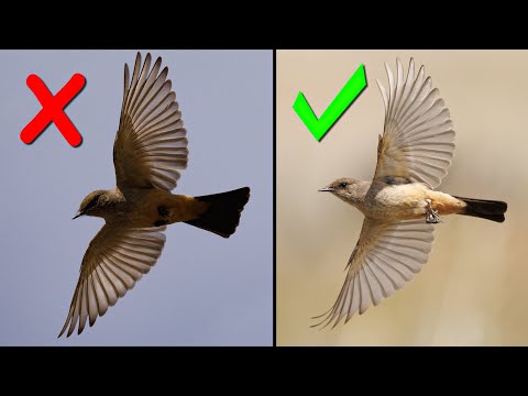 Birds in Flight Photography with the Canon R5 Mark II Essential Settings & ProTechniques