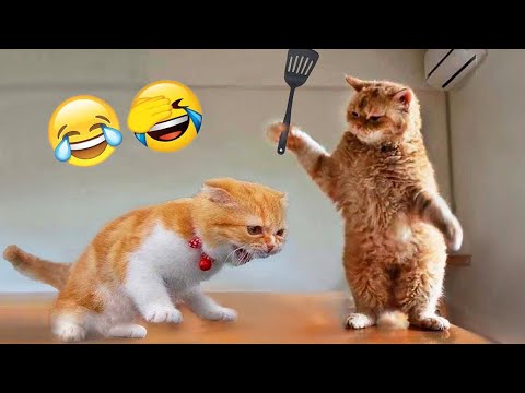 Funniest Animals 2025 - Funny Cats and Dogs - Funny Animal Videos #31