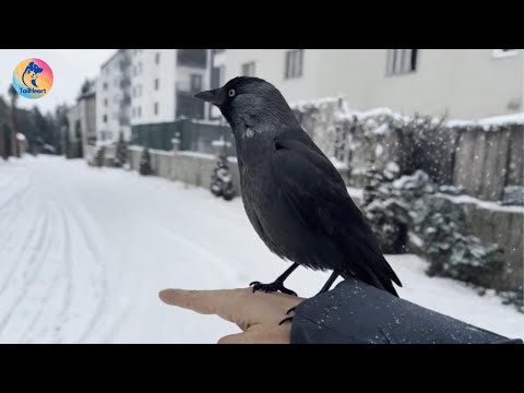 I Rescued Her Once. Now She Never Leaves Me