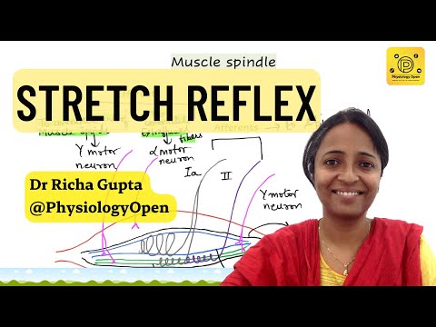 Stretch reflex, muscle spindle physiology | alpha gamma coactivation  | CNS physiology